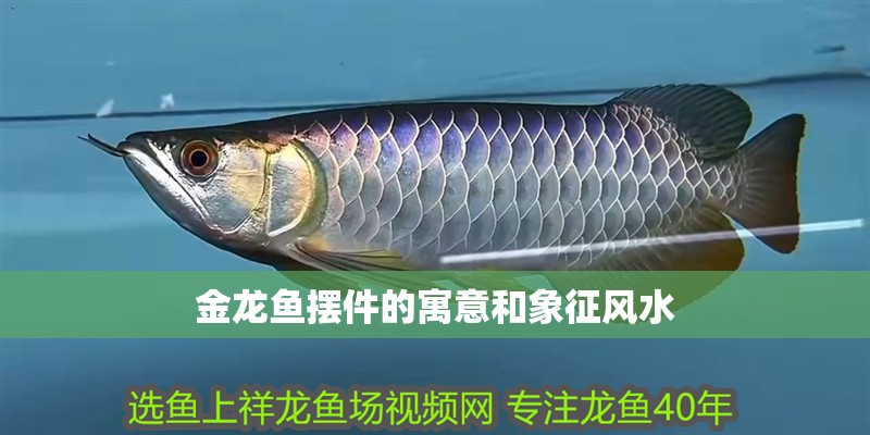 金龍魚擺件的寓意和象征風水