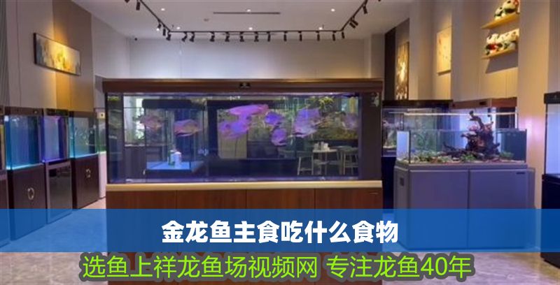 金龍魚主食吃什么食物