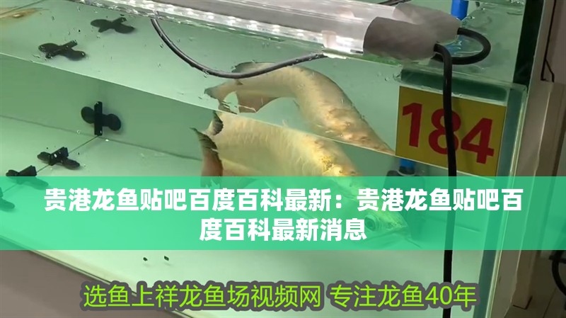 貴港龍魚貼吧百度百科最新：貴港龍魚貼吧百度百科最新消息