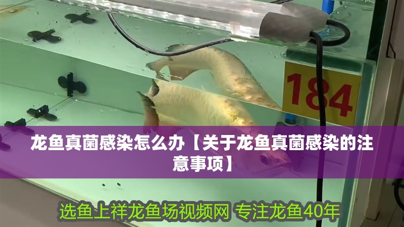 龍魚真菌感染怎么辦【關于龍魚真菌感染的注意事項】
