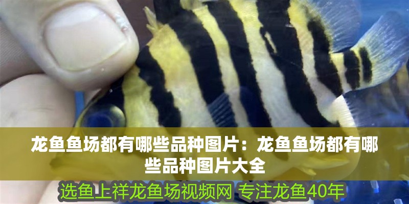 龍魚魚場都有哪些品種圖片：龍魚魚場都有哪些品種圖片大全