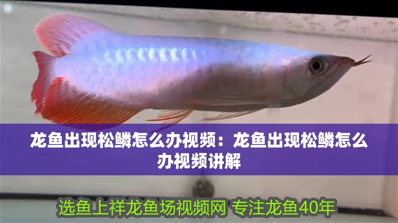 龍魚出現松鱗怎么辦視頻：龍魚出現松鱗怎么辦視頻講解