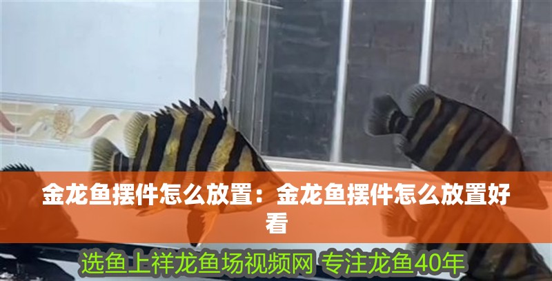 金龍魚擺件怎么放置：金龍魚擺件怎么放置好看