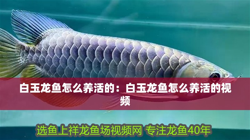白玉龍魚怎么養活的：白玉龍魚怎么養活的視頻
