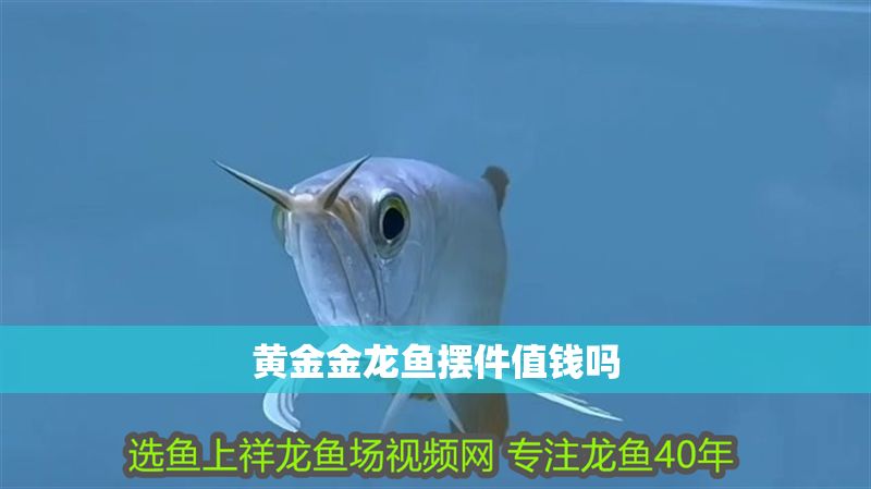 黃金金龍魚擺件值錢嗎