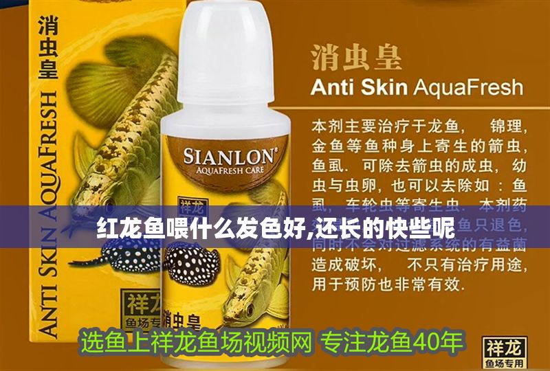紅龍魚喂什么發(fā)色好,還長的快些呢