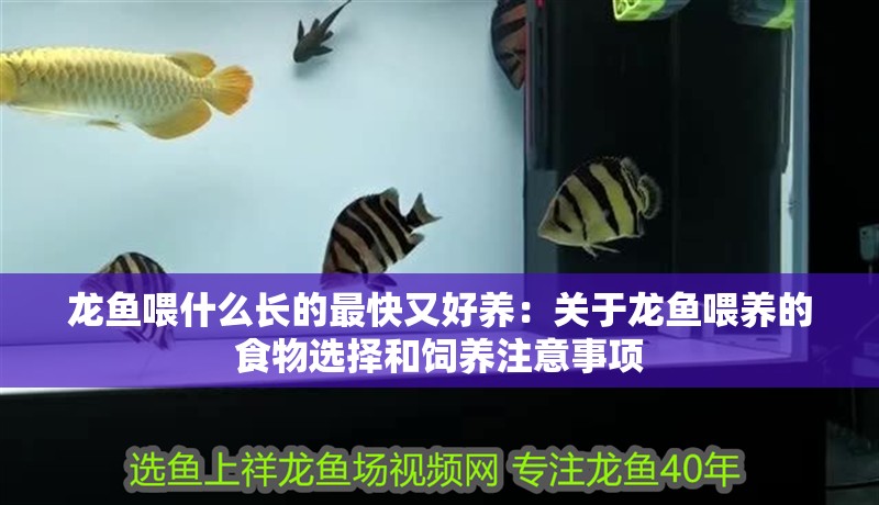 龍魚喂什么長的最快又好養：關于龍魚喂養的食物選擇和飼養注意事項