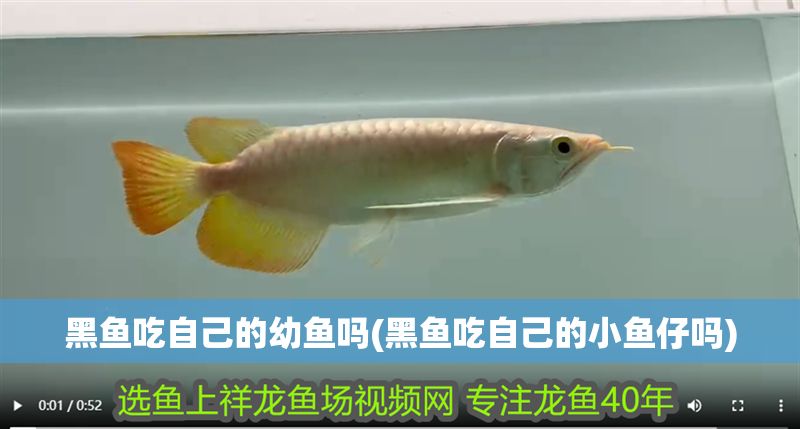 黑魚吃自己的幼魚嗎(黑魚吃自己的小魚仔嗎)