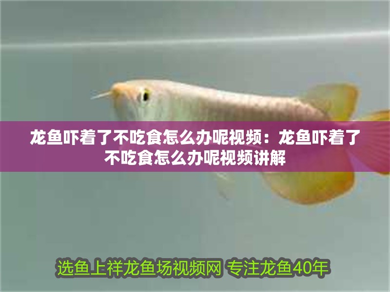 龍魚嚇著了不吃食怎么辦呢視頻：龍魚嚇著了不吃食怎么辦呢視頻講解