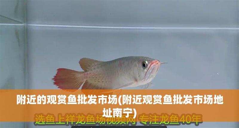 附近的觀賞魚批發市場(附近觀賞魚批發市場地址南寧)