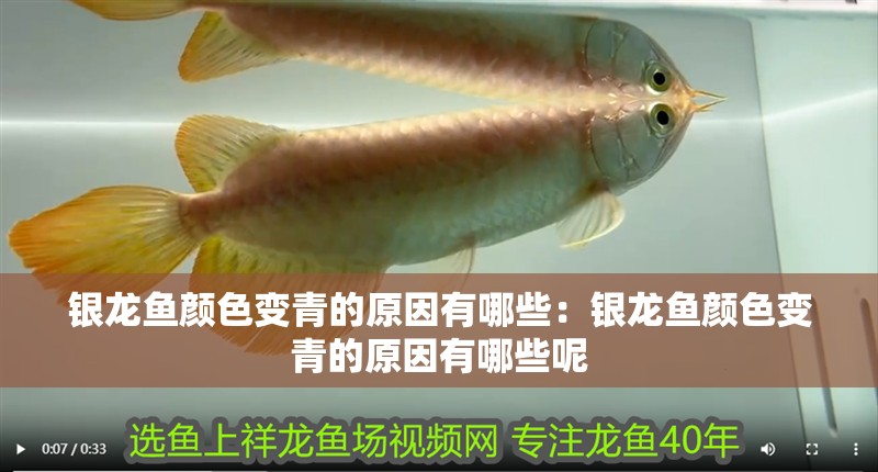 銀龍魚顏色變青的原因有哪些：銀龍魚顏色變青的原因有哪些呢