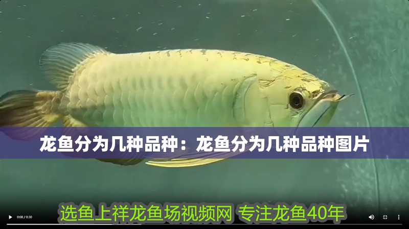 龍魚分為幾種品種：龍魚分為幾種品種圖片