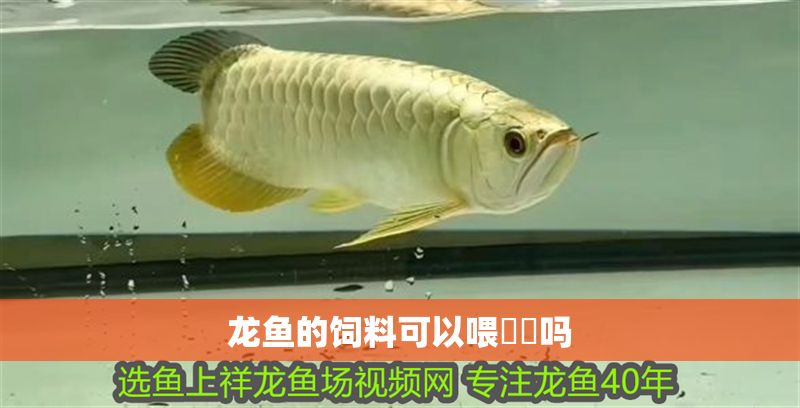 龍魚(yú)的飼料可以喂鳑鲏嗎