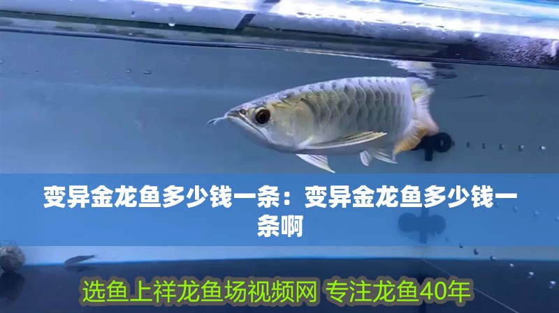 變異金龍魚多少錢一條：變異金龍魚多少錢一條啊