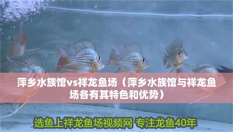 萍鄉水族館vs祥龍魚場（萍鄉水族館與祥龍魚場各有其特色和優勢）