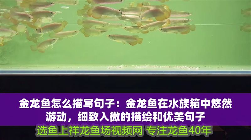 金龍魚怎么描寫句子：金龍魚在水族箱中悠然游動，細致入微的描繪和優美句子