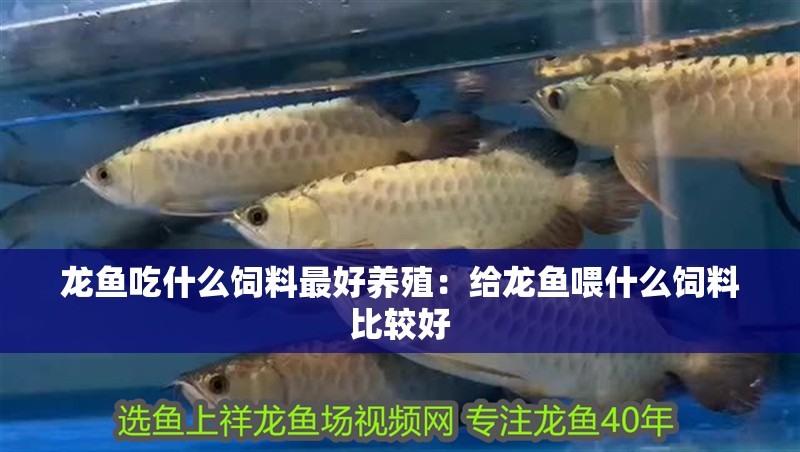 龍魚吃什么飼料最好養殖：給龍魚喂什么飼料比較好