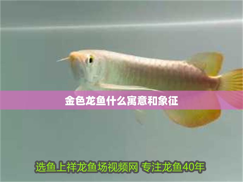金色龍魚什么寓意和象征