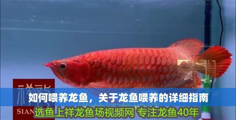 如何喂養(yǎng)龍魚，關于龍魚喂養(yǎng)的詳細指南