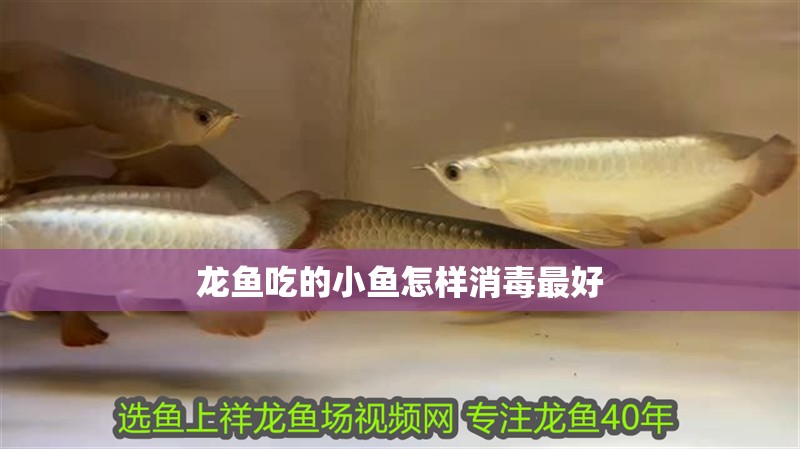 龍魚吃的小魚怎樣消毒最好