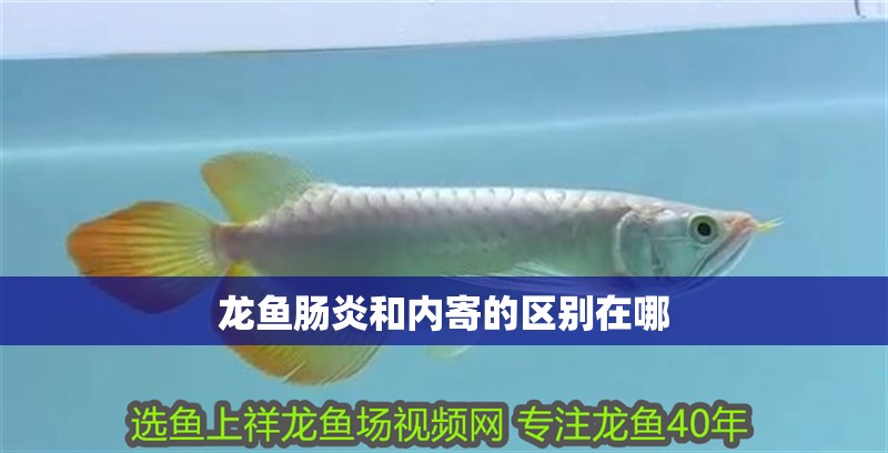 龍魚腸炎和內(nèi)寄的區(qū)別在哪