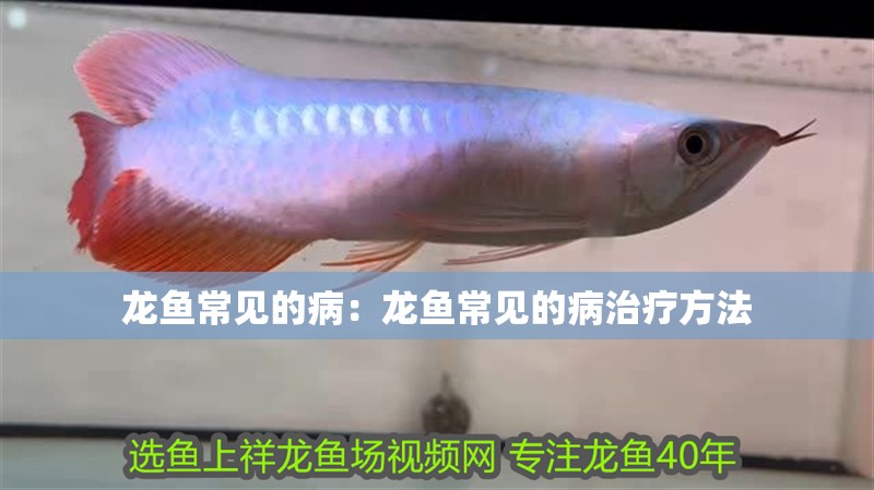 龍魚常見的病：龍魚常見的病治療方法