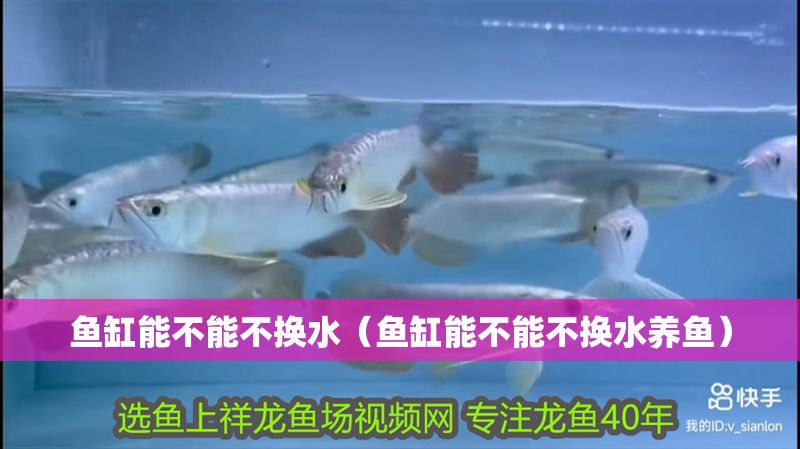魚缸能不能不換水（魚缸能不能不換水養(yǎng)魚）