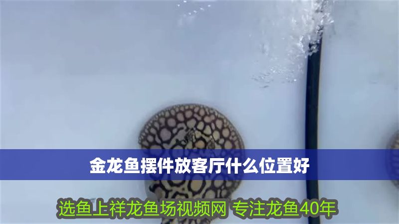 金龍魚擺件放客廳什么位置好
