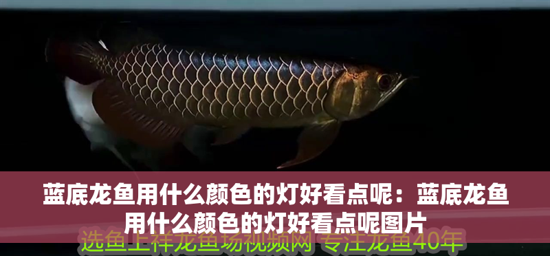 藍底龍魚用什么顏色的燈好看點呢：藍底龍魚用什么顏色的燈好看點呢圖片