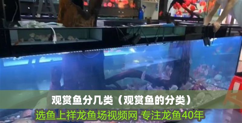 觀賞魚(yú)分幾類（觀賞魚(yú)的分類）