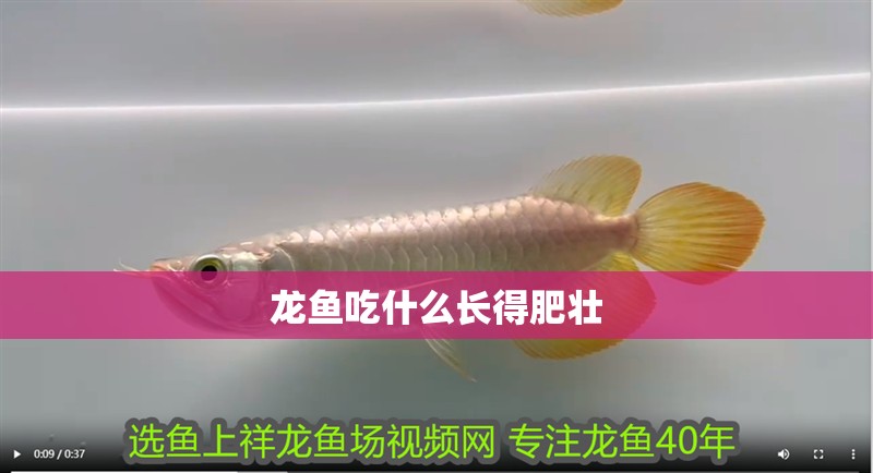 龍魚吃什么長得肥壯