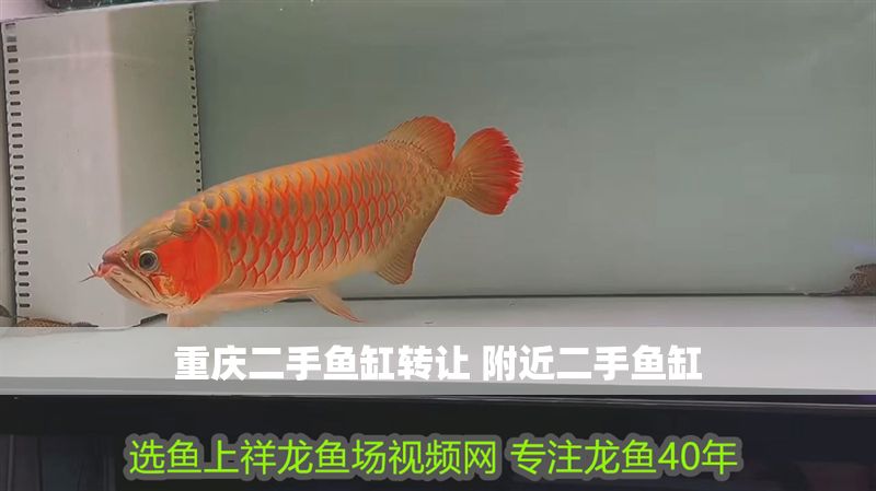 重慶二手魚缸轉(zhuǎn)讓 附近二手魚缸 重慶二手魚缸轉(zhuǎn)讓 附近二手魚缸 龍魚百科 第1張