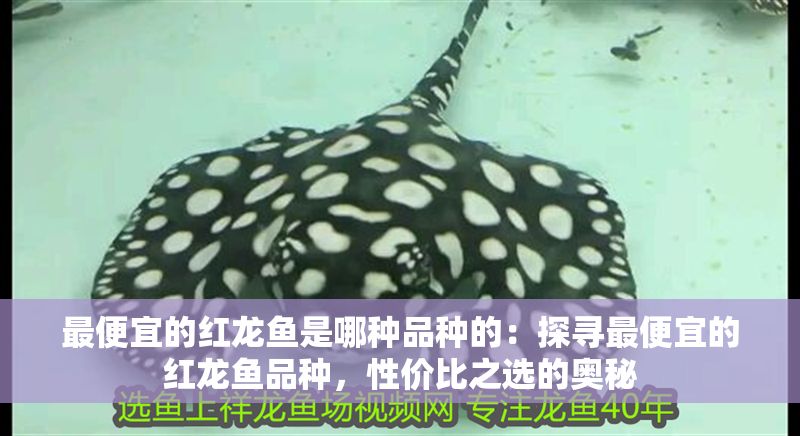 最便宜的紅龍魚是哪種品種的：探尋最便宜的紅龍魚品種，性價比之選的奧秘