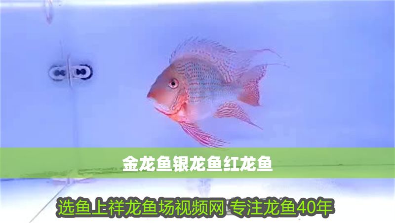 金龍魚銀龍魚紅龍魚