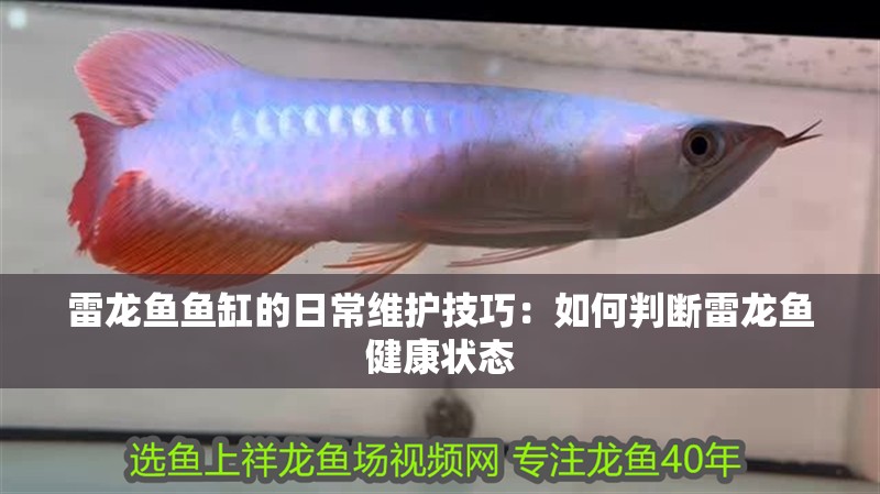 雷龍魚魚缸的日常維護技巧：如何判斷雷龍魚健康狀態