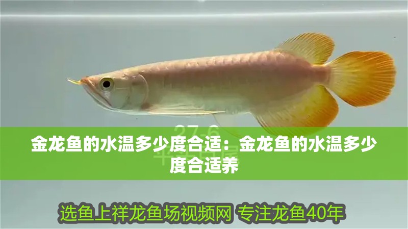 金龍魚的水溫多少度合適：金龍魚的水溫多少度合適養