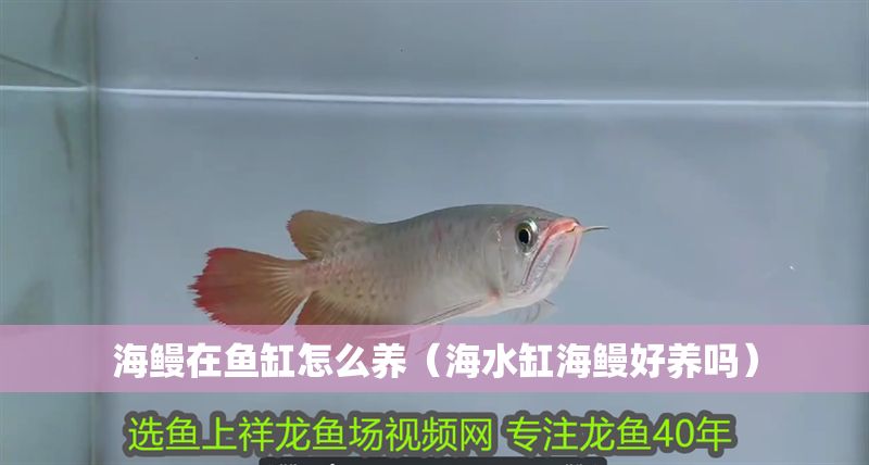 海鰻在魚缸怎么養（海水缸海鰻好養嗎）
