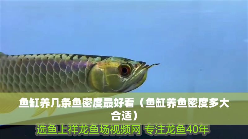 魚缸養幾條魚密度最好看（魚缸養魚密度多大合適） 魚缸養幾條魚密度最好看（魚缸養魚密度多大合適） 龍魚百科 第1張