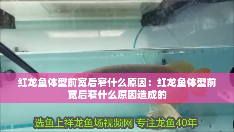紅龍魚體型前寬后窄什么原因：紅龍魚體型前寬后窄什么原因造成的
