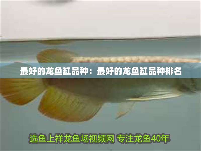 最好的龍魚缸品種：最好的龍魚缸品種排名