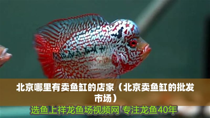 北京哪里有賣魚缸的店家(北京賣魚缸的批發市場) 龍魚百科 第1張 北京哪里有賣魚缸的店家(北京賣魚缸的批發市場) 北京哪里有賣魚缸的店家(北京賣魚缸的批發市場) 龍魚百科 第1張