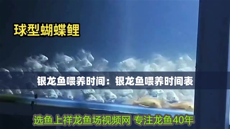 銀龍魚喂養(yǎng)時(shí)間：銀龍魚喂養(yǎng)時(shí)間表