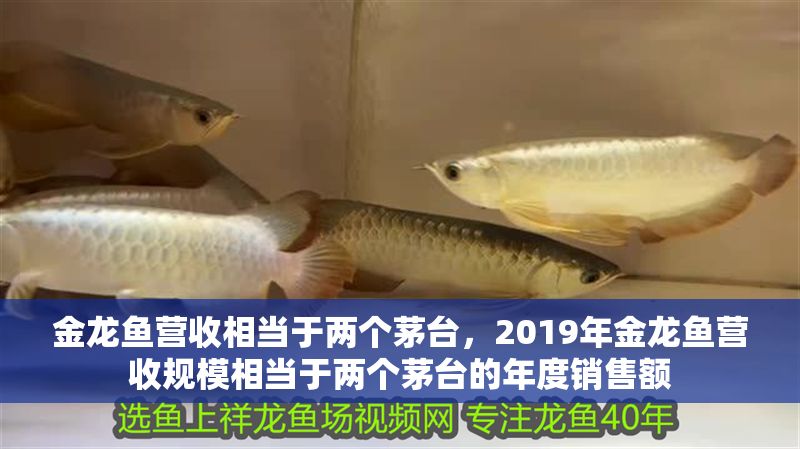 金龍魚營收相當于兩個茅臺，2019年金龍魚營收規模相當于兩個茅臺的年度銷售額