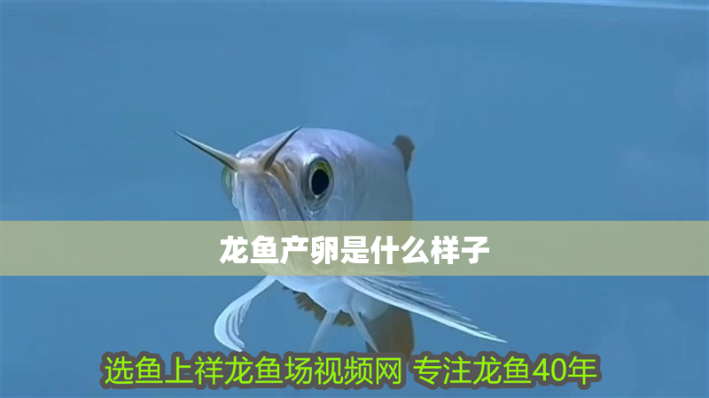 龍魚產(chǎn)卵是什么樣子