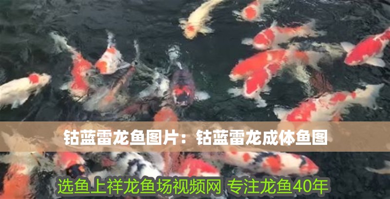 鈷藍(lán)雷龍魚圖片：鈷藍(lán)雷龍成體魚圖