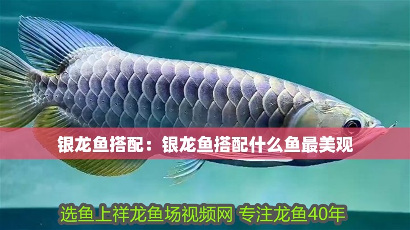 關于喜尊金龍魚飼料銀龍魚雷龍地圖增紅增艷大型熱帶觀賞專用顆粒魚食的信息
