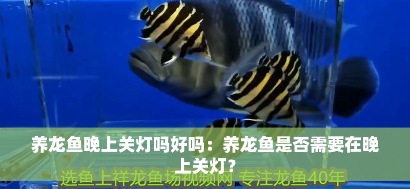 養(yǎng)龍魚晚上關(guān)燈嗎好嗎：養(yǎng)龍魚是否需要在晚上關(guān)燈？ 養(yǎng)龍魚晚上關(guān)燈嗎好嗎：養(yǎng)龍魚是否需要在晚上關(guān)燈？ 龍魚百科 第2張