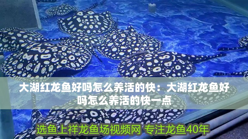 大湖紅龍魚好嗎怎么養(yǎng)活的快：大湖紅龍魚好嗎怎么養(yǎng)活的快一點(diǎn)