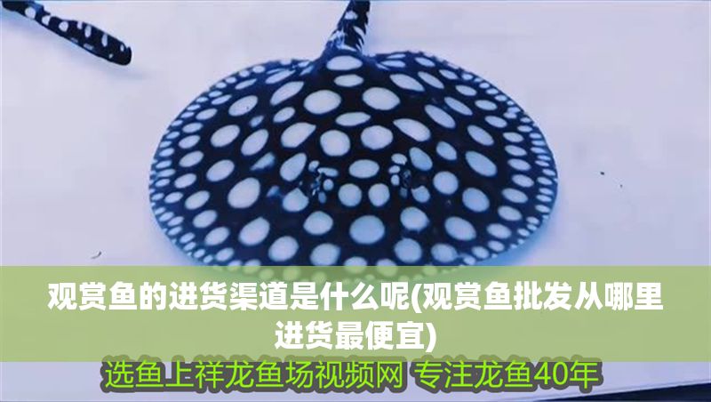 觀賞魚的進貨渠道是什么呢(觀賞魚批發從哪里進貨最便宜) 觀賞魚的進貨渠道是什么呢(觀賞魚批發從哪里進貨最便宜) 龍魚百科 第1張