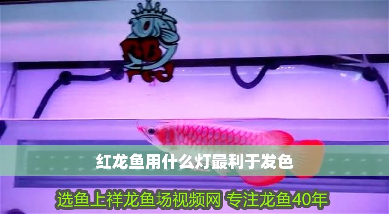 紅龍魚用什么燈最利于發(fā)色